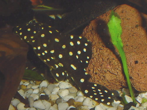 snowball pleco care