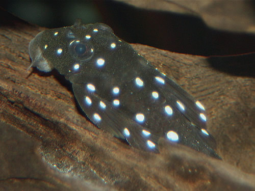 snowball pleco care