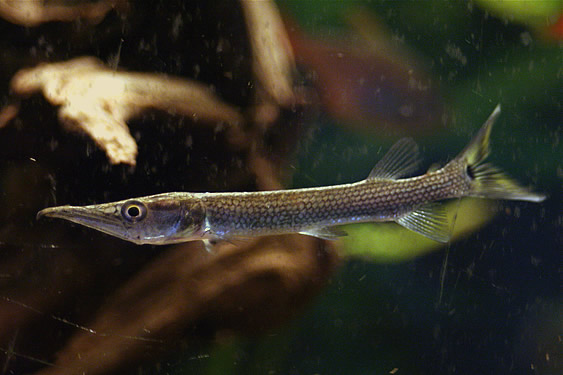 Hujeta Gar