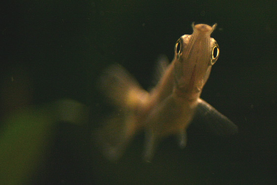 Hujeta Gar