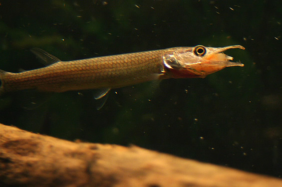 Hujeta Gar