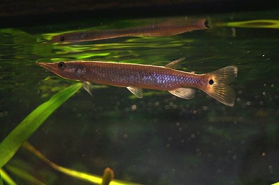 Hujeta Gar