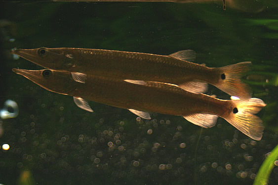 Hujeta Gar