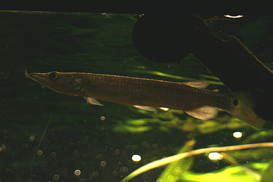 Hujeta Gar