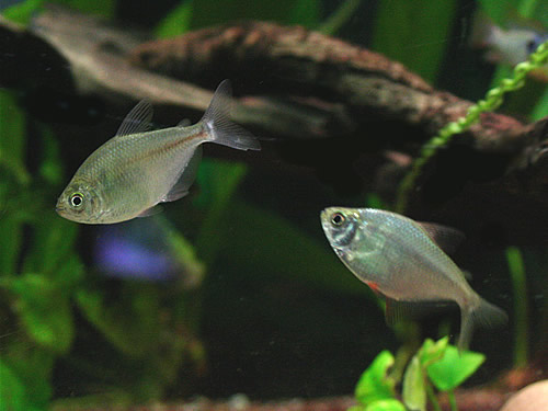 Silver Tetra