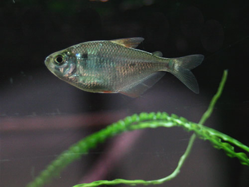 Silver Tetra