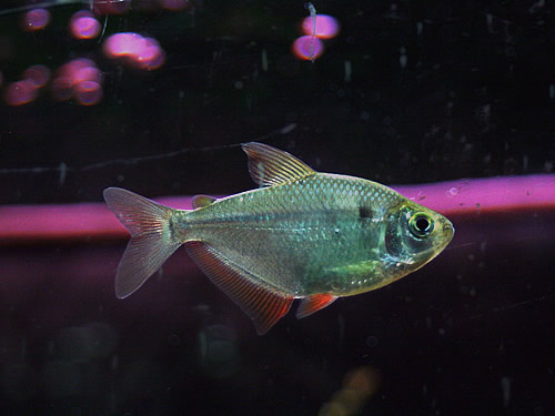 Silver Tetra