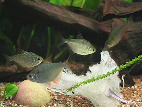 Silver Tetra