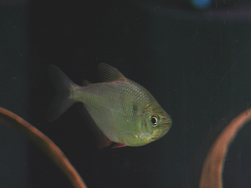 Silver Tetra