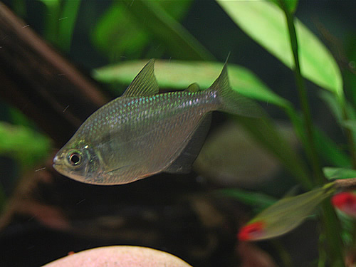 Silver Tetra