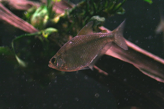 Silver Tetra