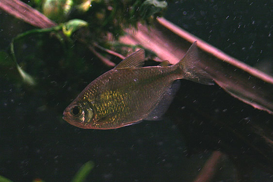 Silver Tetra