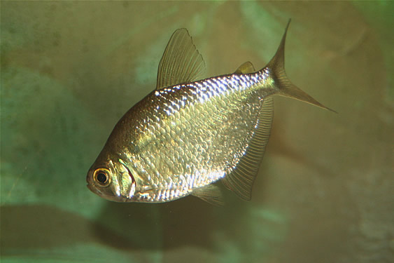 Silver Tetra