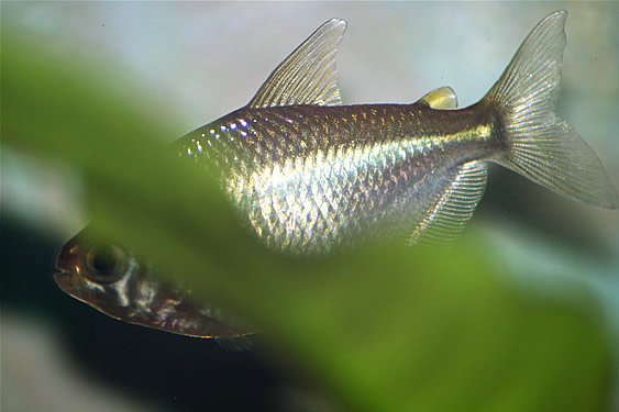 Silver Tetra