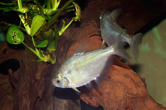Silver Tetra