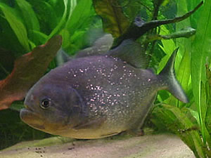 Pygocentrus nattereri var. 'Ternetzi'